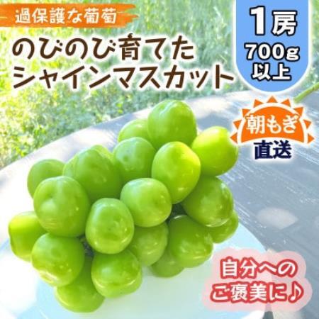 朝もぎ直送!!過保護に育った葡萄『のびのび育てたシャインマスカット』1房【配送不可地域：離島】【1776265】