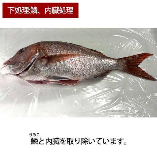 【お歳暮】【鱗、内臓処理】活き締め真鯛1尾（約1kg）タイ たい 刺身 鍋