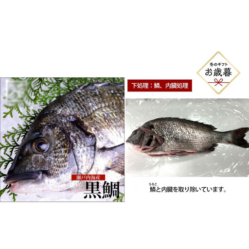 [お歳暮][鱗、内臓処理]黒鯛 1尾(約1kg)ちぬ チヌ 刺身
