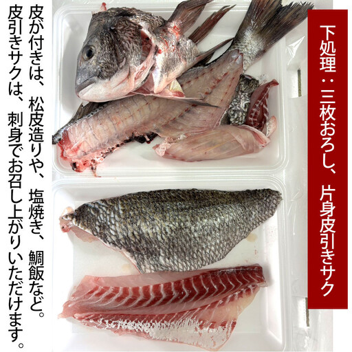 【お歳暮】【三枚おろし片身皮引きサク、片身皮付き】黒鯛 1尾（約1ｋg）ちぬ チヌ 刺身