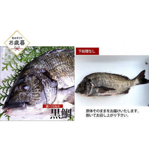 [お歳暮][下処理なし]黒鯛 1尾(約1kg)ちぬ チヌ 刺身