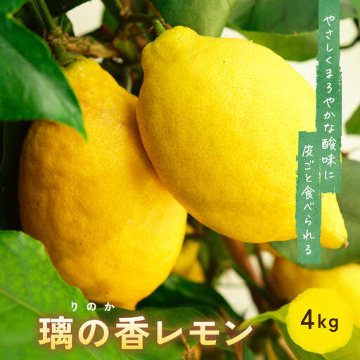 璃の香レモン(4kg)※11月中旬〜順次発送 | 湯河原町 柑橘 旬 果物