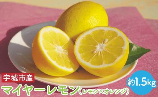令和8年熊本地震復興支援  先行予約 マイヤー レモン 約1.5kg （レモン × オレンジ）【うちやま果樹園】【2026年11月上旬-2027年3月下旬発送予定】