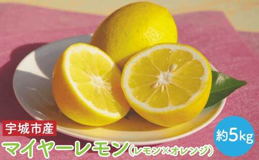令和8年熊本地震復興支援  先行予約 マイヤー レモン 約5kg （レモン × オレンジ）【うちやま果樹園】【2026年11月上旬-2027年3月下旬発送予定】