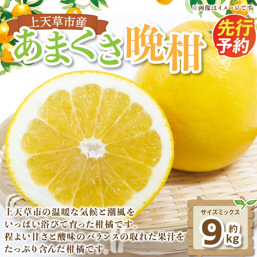 [ 先行受付 ] 上天草市産 あまくさ晩柑 約9kg ( サイズミックス ) 晩柑 ばんかん 果物 くだもの フルーツ 果実 果汁 果肉 ジューシーオレンジ 甘さ 酸味 柑橘 柑橘系 国産 熊本県産 [ 2027年3月下旬〜5月上旬順次発送予定 ]