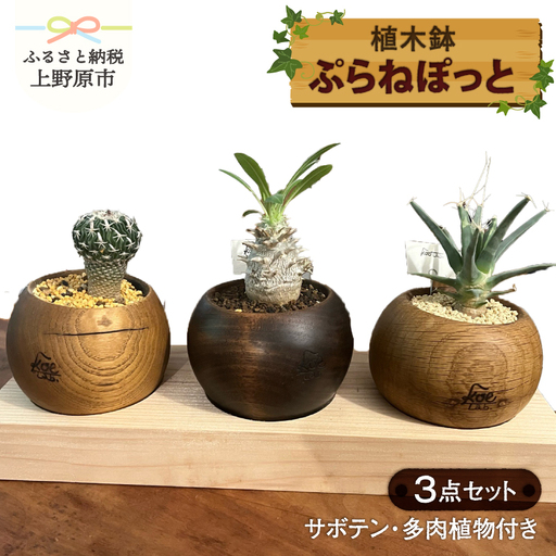 ぷらねぽっと　3点セット（サボテン・多肉植物付き）【植木鉢】