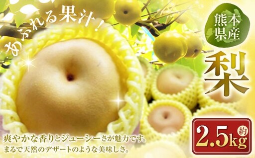 梨 約2.5kg ナシ なし 果物 くだもの フルーツ 果実 果汁 果肉 旬の味覚 旬の果物 贈り物 プレゼント ギフト 国産 熊本県産 [ 2026年7月上旬から10月下旬発送予定 ]