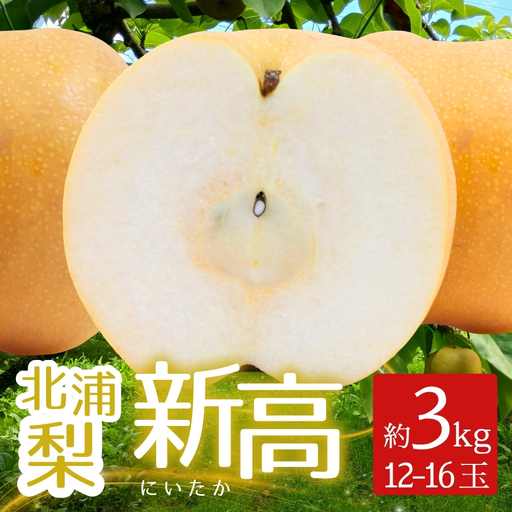 梨 新高 北浦梨 3kg (12〜16玉)|なし ナシ 北浦 美里 にいたか 自家用 贈答 [okjn003]