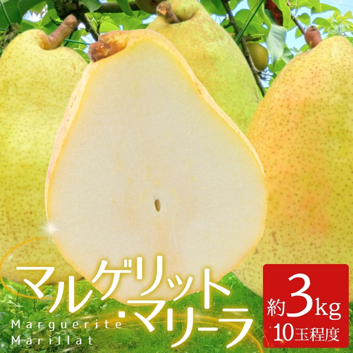 洋梨 マルゲリット・マリーラ 3kg (10玉程度)|なし ナシ 洋ナシ 洋なし 北浦 美里 マルゲリットマリーラ 自家用 贈答 [okjn005]