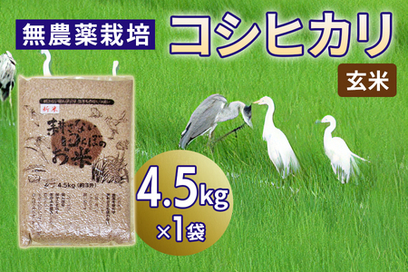 無農薬栽培 コシヒカリ 玄米[4.5kg] | 米 お米 コメ ご飯 お取り寄せ 贈り物 上原農場 埼玉県 杉戸町
