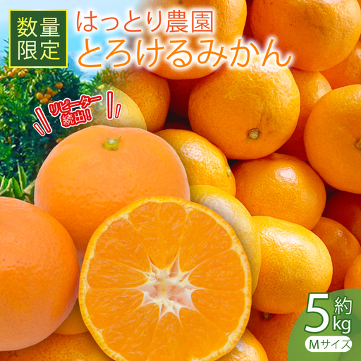 とろけるみかん 安田町 生まれ はっとり育ち とろけるみかん 5kg 5キロ Mサイズ HT-14