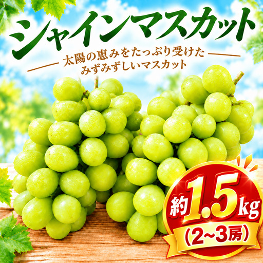 香取市産 訳あり シャインマスカット約1.5kg（2～3房）【現在発送中】｜ ぶどう 白 シャインマスカット