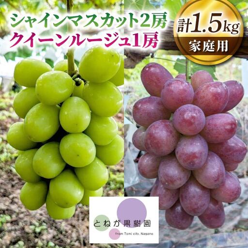 家庭用シャインマスカット2房&クイーンルージュ(R)1房、合計1.5kg以上|とねが果樹園 ※2026年9月中旬以降順次発送予定(日曜日、月曜日発送限定、発送指定不可)