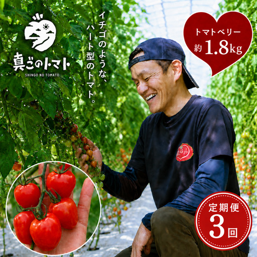 【定期便3回】ミニトマト トマトベリー 約1.8kg｜坂本農園