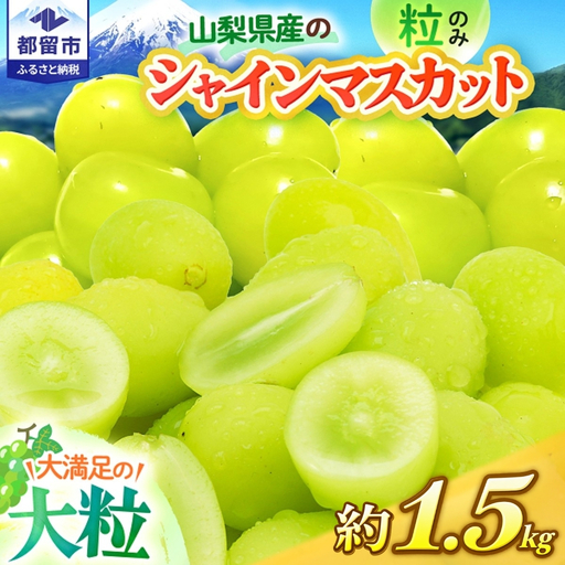 【2026年オンタイム】シャインマスカット 約1.5kg （粒）