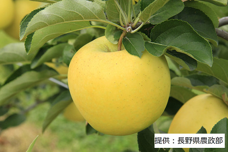 [10月中旬発送予定]長野生まれ黄金りんご シナノゴールド 1箱(5Kg) 003-003