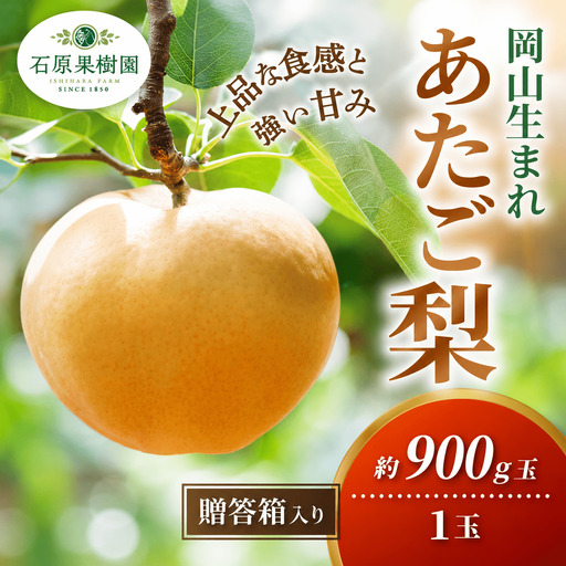 あたご梨 1玉 贈答箱 約900g 岡山県産 愛宕梨[ishk001-01]