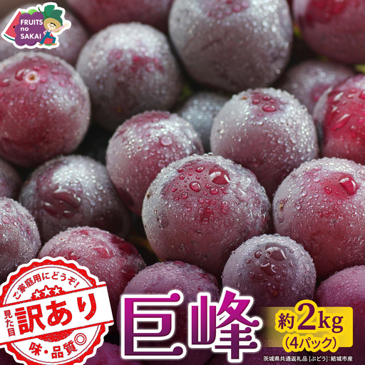 [ 訳あり ] 巨峰 4パック(約2kg)[2026年9月より発送開始](茨城県共通返礼品 [ぶどう]:結城市産) │ ぶどう ご家庭用 お得 フルーツ 果物 加工用