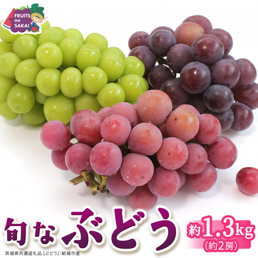 旬なぶどう 品種おまかせ 約1.3kg(約2房)[2026年8月より発送開始](茨城県共通返礼品 [ぶどう]:結城市産)│ 旬 おまかせ 詰め合わせ フルーツ 果物 巨峰 ピオーネ シャインマスカット ナガノパープル 我が道 ゴルビー