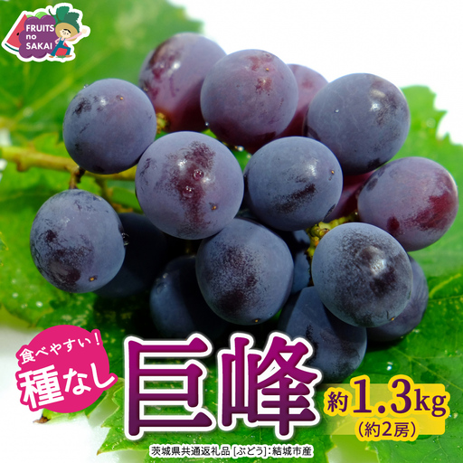種なし 巨峰 約1.3kg(約2房)[2026年7月より発送開始](茨城県共通返礼品 [ぶどう]:結城市産) │ ぶどう 種なし巨峰 フルーツ デザート 果物 食べやすい 旬