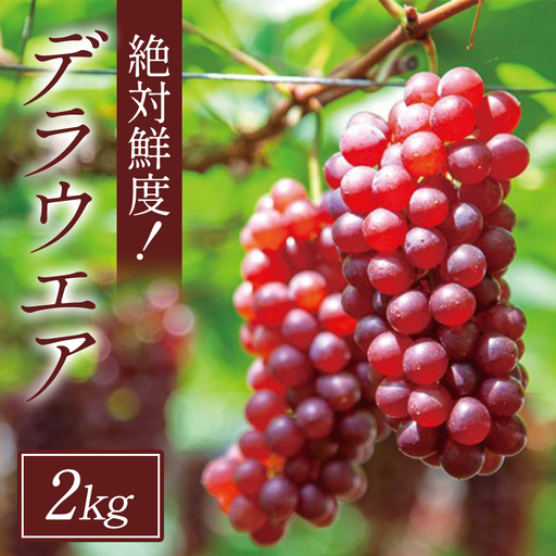 B-1289 絶対鮮度！デラウエア2㎏