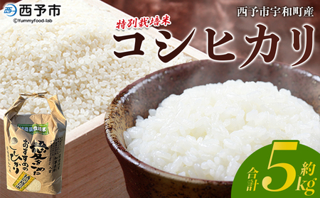 [令和7年産 西予市宇和町産 特別栽培米コシヒカリ 5kg] お米 コメ こめ 白米 精米 ご飯 白飯 ごはん ライス 穀物 こしひかり コシヒカリ 朝食 低農薬 特産品 愛媛県 西予市 宇和町 三好フク 愛媛県 [常温]『1か月以内に順次出荷予定』UMH0002