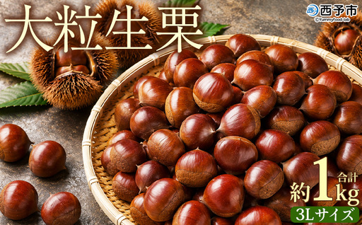 [大粒生栗 約1kg 3Lサイズ]『9月上旬から順次出荷予定』 和栗 生栗 くり皮つき おおつぶ 大きい 幻の栗 甘い 新鮮 栗ごはん 栗きんとん 渋皮煮 甘露煮 旬 国産栗 お取り寄せ 旬 特産品 国産 秋の味覚 小屋敷農園[冷蔵]SKN0001