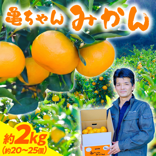 瀬戸内 亀ちゃんみかん 2kg 約20〜25個程度 温州みかん 皮が薄い 甘み凝縮 [先行予約 2026年11月中旬〜発送] S〜M玉 広島県 大崎上島町 国産 濃厚 果物 フルーツ ギフト 家庭用 送料無料 産地直送 亀田農園