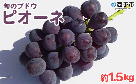 ＜旬のブドウ「ピオーネ」約1.5kg＞ 果物 フルーツ ぶどう 葡萄 甘い おいしい 期間限定 季節限定 食べて応援 特産品 愛媛県 西予市【冷蔵】『2026年8月中旬～9月上旬迄に順次出荷予定』URK0002
