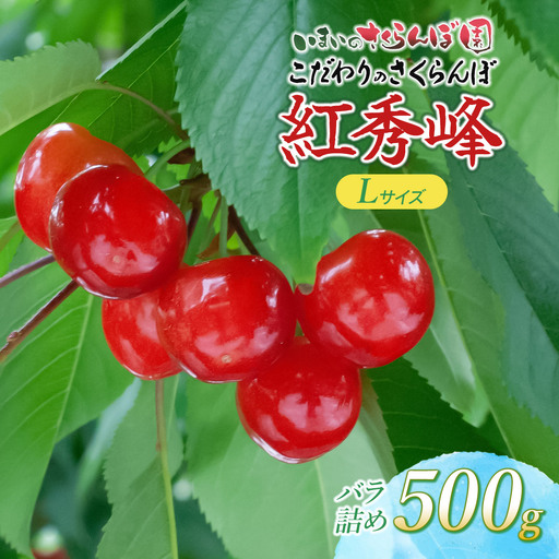 [令和9年産先行予約]こだわりのさくらんぼ「紅秀峰」Lサイズ以上 バラ詰め 500g いまいのさくらんぼ園 K-935