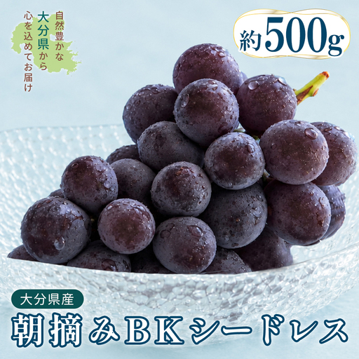 大分県産 BKシードレス 約500kg (1〜2房) 2B5