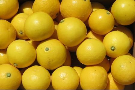 黒田農園直送 西宇和産ニューサマーオレンジ 5kg MKN0005