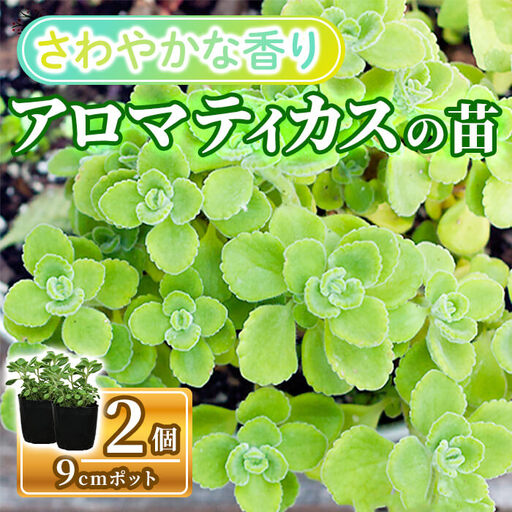 アロマティカスの苗(9cmポット×2個) 多肉植物 ハーブ ハーブ苗 観葉植物 香り ハーブティー 料理用 育てやすい 初心者向け ベランダ栽培 新登場 [m112-01][ITANSE]