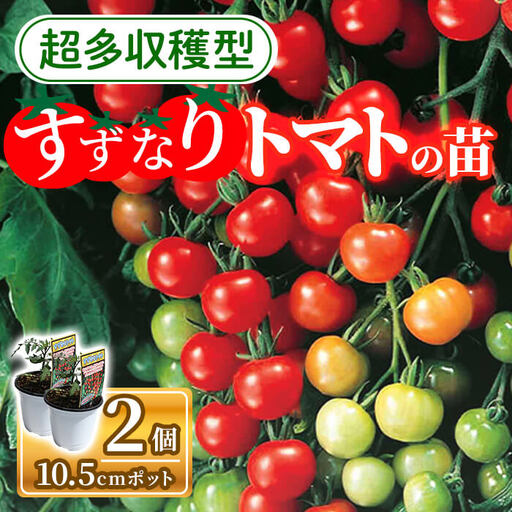すずなりトマトの苗(10.5cmポット×2個) トマト ミニトマト トマト苗 家庭菜園 プランター栽培 露地栽培 超多収穫 多収型 糖度 初心者向け 10.5cmポット ベランダ菜園 夏野菜 新登場 [m112-03][ITANSE]