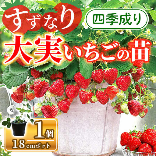 すずなり大実いちごの苗(18cmポット×1個) いちご 大実 いちご苗 四季成り よつぼし 高糖度 家庭菜園 育てやすい 多収穫 プランター栽培 ストロベリー フルーツ 果物 新登場 [m112-04][ITANSE]