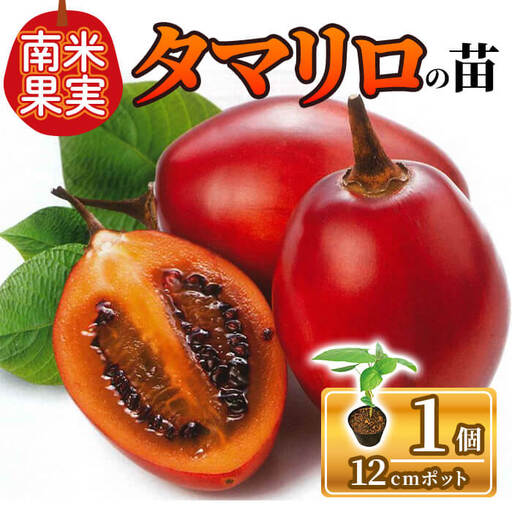 タマリロの苗(12cmポット×1個) タマリロ 苗 苗木 木立トマト ツリートマト 南米果実 珍しい 果樹苗 家庭菜園 ベランダ栽培 鉢植え トロピカルフルーツ 育てやすい ジャム作り 新登場 [m112-05][ITANSE]