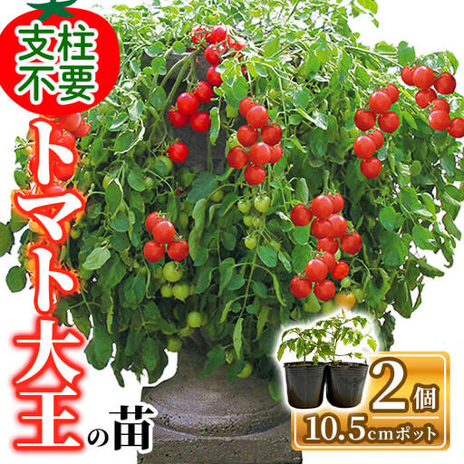トマト大王の苗(10.5cmポット×2個) トマト大王 トマト トマト苗 ミニトマト ミニトマト苗 ハンギングトマト 多収穫 家庭菜園 ベランダ菜園 プランター栽培 初心者向け 新登場 [m112-06][ITANSE]