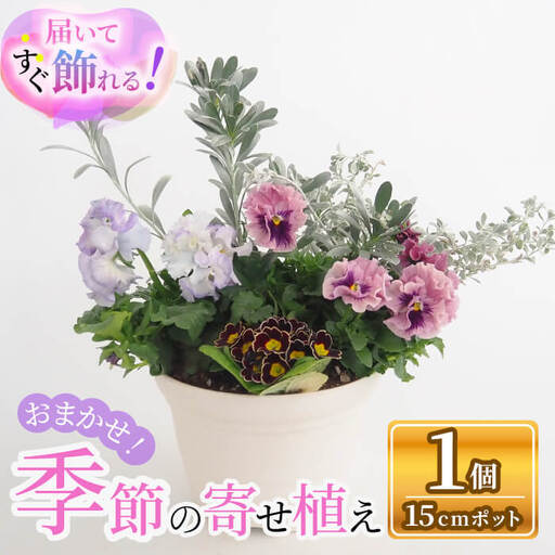 季節の寄せ植え(15cmポット苗×1個) 寄せ植え 花 花苗 季節の花 玄関用 ベランダガーデン 完成品 初心者向け カラーリーフ 屋外 ガーデニング おまかせ 新登場 [m112-07][ITANSE]