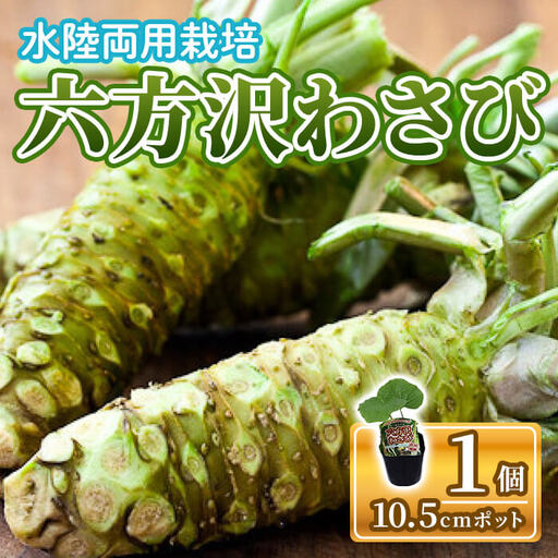 六方沢わさびの苗(10.5cmポット×1個) 六方沢わさび わさび苗 わさび 本わさび 水わさび 畑わさび 葉わさび 花わさび 家庭菜園 プランター 新登場 [m112-08][ITANSE]
