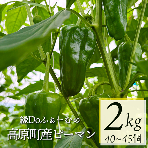 宮崎県高原町産ピーマン2kg（約40～45個）　[国産 九州産 炒め物 焼肉 BBQ 肉詰め 天ぷら 中華 10000円以下] TF0919ｰP00082