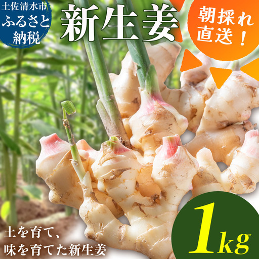 新生姜 1kg 水洗いのみ[R01771]