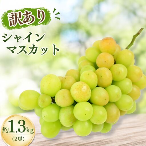 [農家直送(収穫日に発送)]訳アリ シャインマスカット 1.3kg (2房) 訳あり