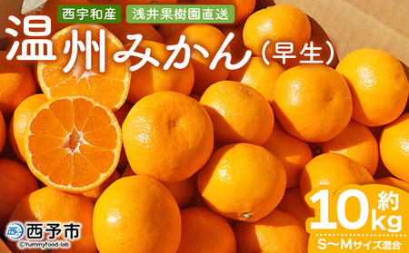 先行予約 ＜浅井果樹園 温州みかん 約10kg（早生）＞ 柑橘 果物 フルーツ ミカン 蜜柑 オレンジ うんしゅうみかん ウンシュウミカン 選べる ワセ 食べて応援 特産品 西宇和 愛媛県 西予市 【常温】『2025年11月中旬～12月上旬迄に順次出荷予定』MAK0008