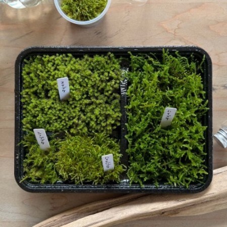 [テラリウム用]苔弁当 (苔のみ)