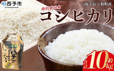 ＜令和7年産 西予市宇和町産 特別栽培米コシヒカリ 10kg＞ お米 コメ こめ 白米 精米 ご飯 白飯 ごはん ライス 穀物 こしひかり コシヒカリ 朝食 低農薬 特産品 愛媛県産 西予市産 宇和町産 三好フク 愛媛県 西予市 【常温】『1か月以内に順次出荷予定』UMH0003