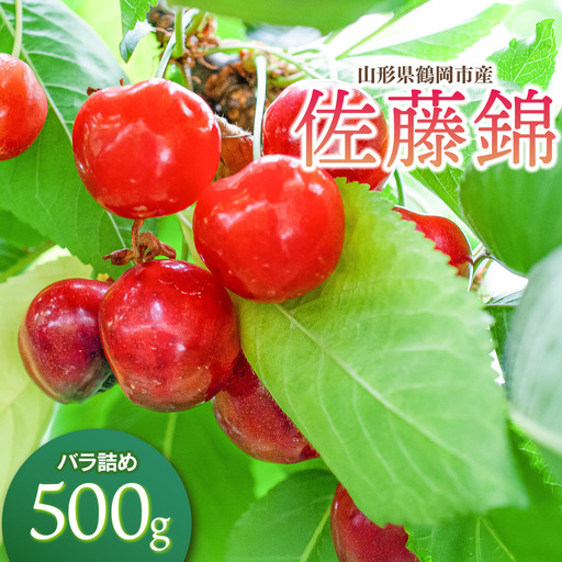 【令和9年産】さくらんぼ 佐藤錦 Lサイズ バラ詰め 500g 山形県鶴岡産 鈴木弥吉さくらんぼ園 K-935
