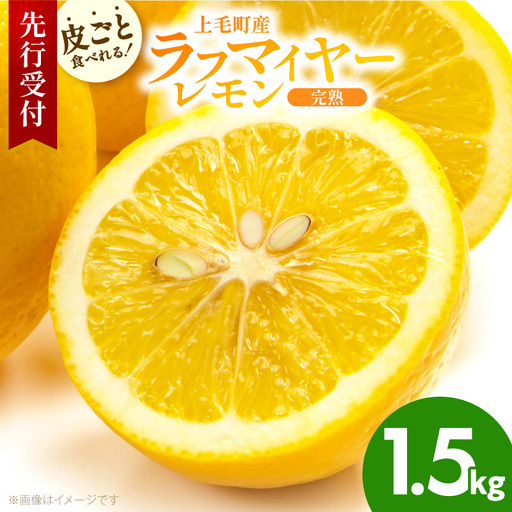 [先行受付] 上毛町産ラフマイヤーレモン 1.5kg (完熟レモン) 