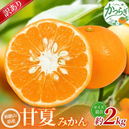 【訳あり】 森本農園の手選別 甘夏みかん 約2kg 和歌山県産 サイズ混合 【北海道・沖縄・離島配送不可】【2027年4月上旬～5月中旬頃に順次発送】【BV-mrmt143】