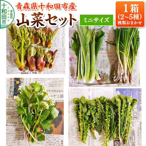 【2027年4月発送・先行受付】青森県十和田市産 山菜セット ミニ（2～5種類 種類おまかせ）1箱