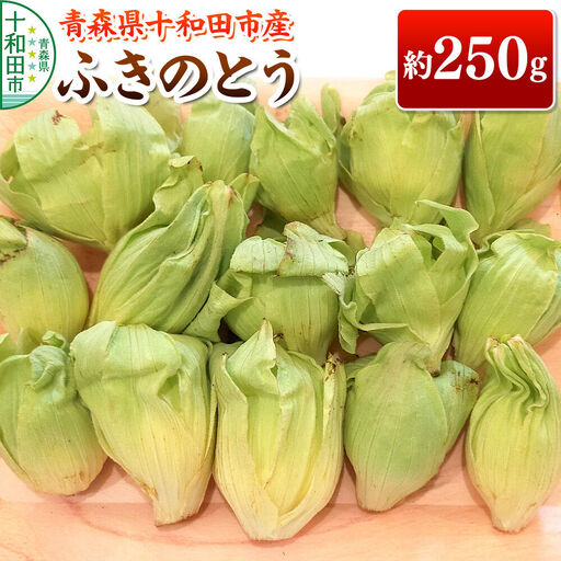 【2027年3月発送・先行受付】山菜 ふきのとう 約250g 青森県十和田市産